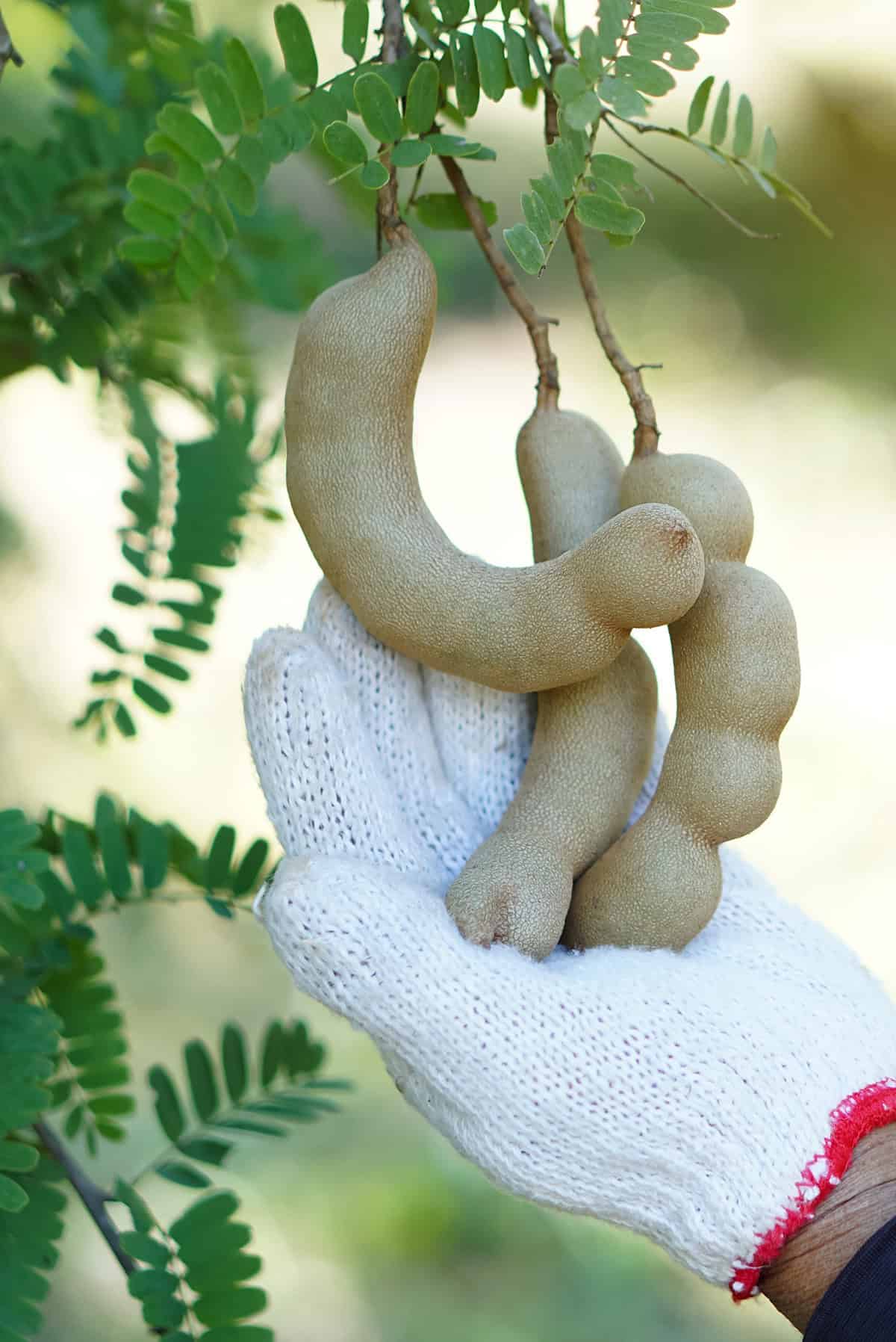 Fruit Production and Harvest Tamarind Tree