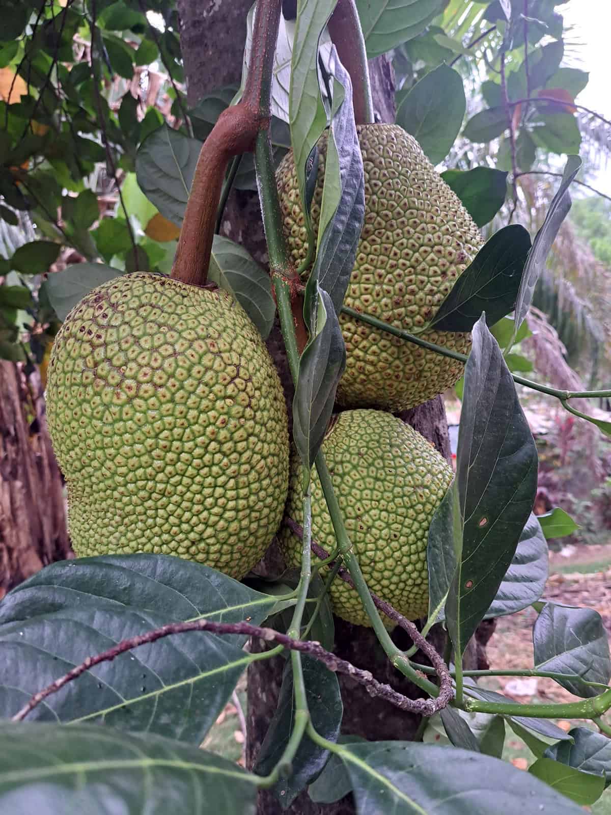 Fruiting & Harvest Breadfruit Tree