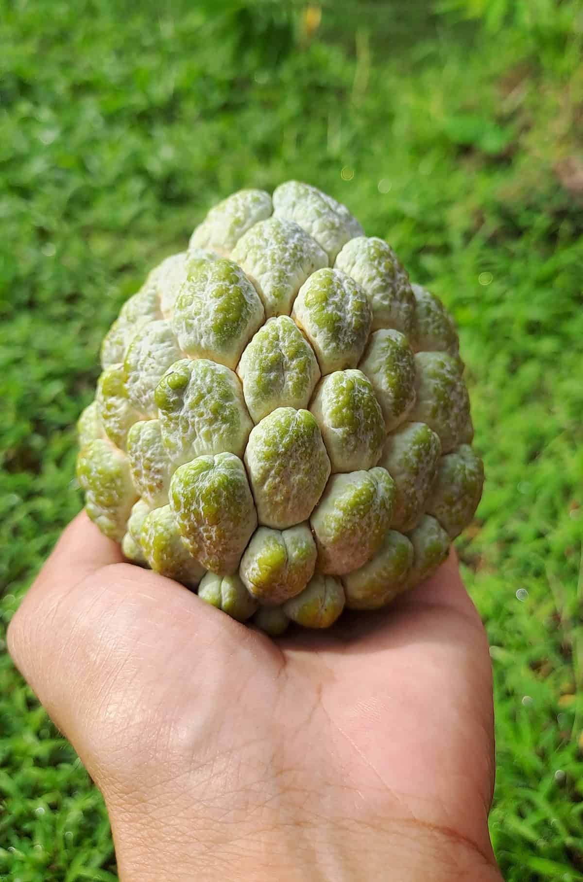 Fruiting & Harvest Custard Apple Tree