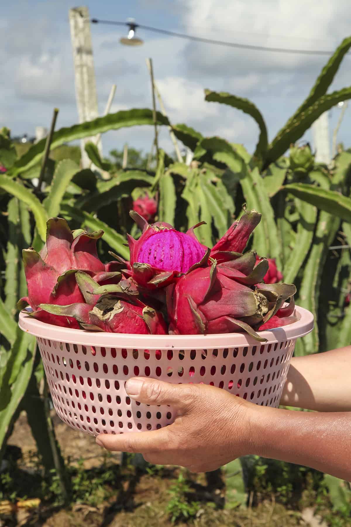 Fruiting & Harvest Dragon Fruit Plant