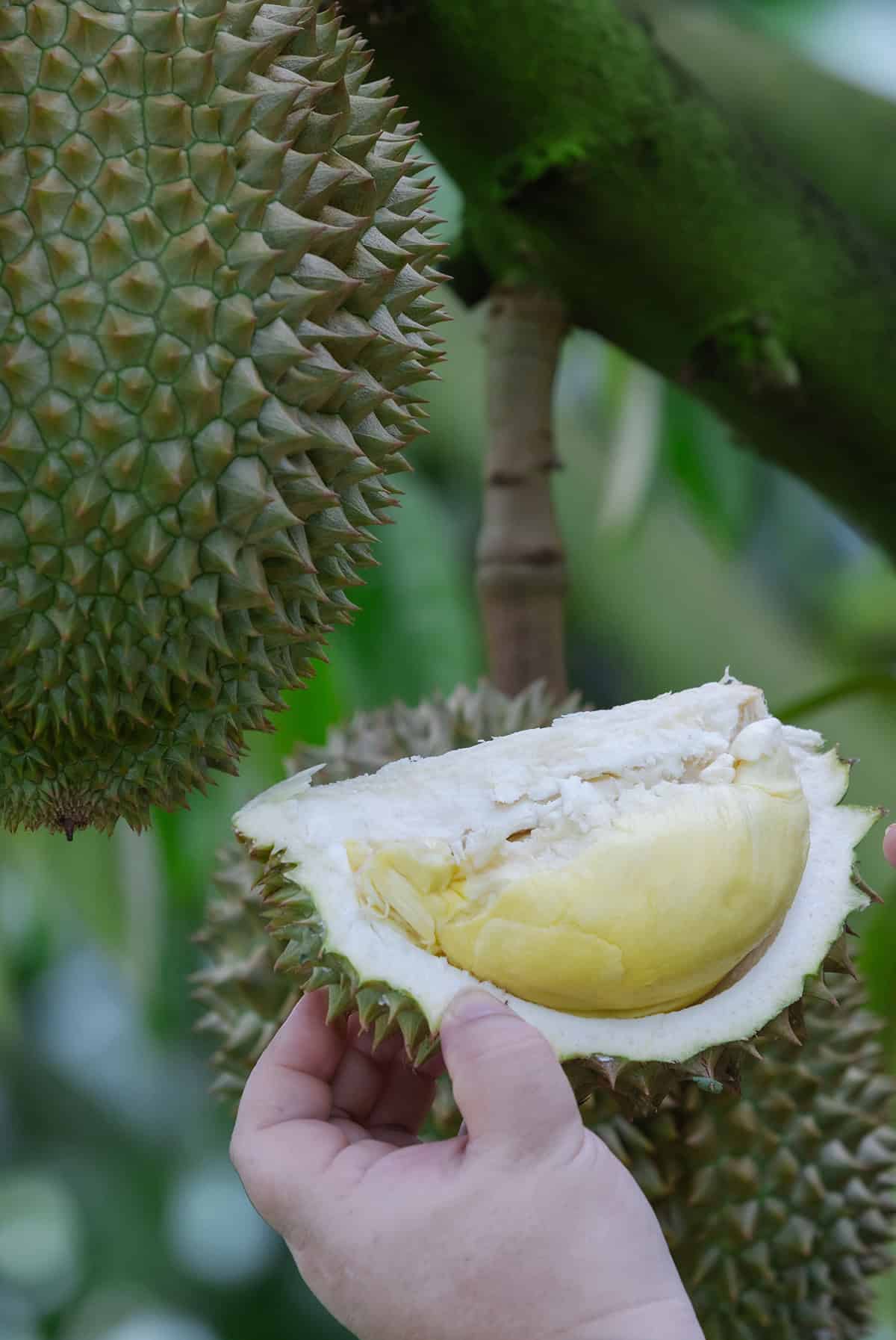 Fruiting & Harvest Durian Tree