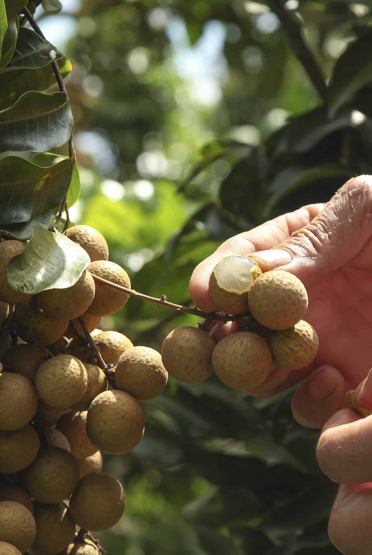 Fruiting & Harvest Longan Tree