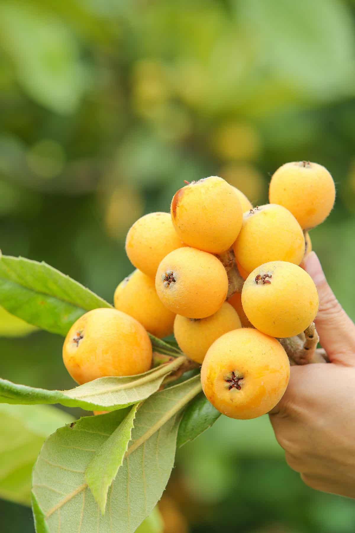 Fruiting & Harvest Loquat Tree_1