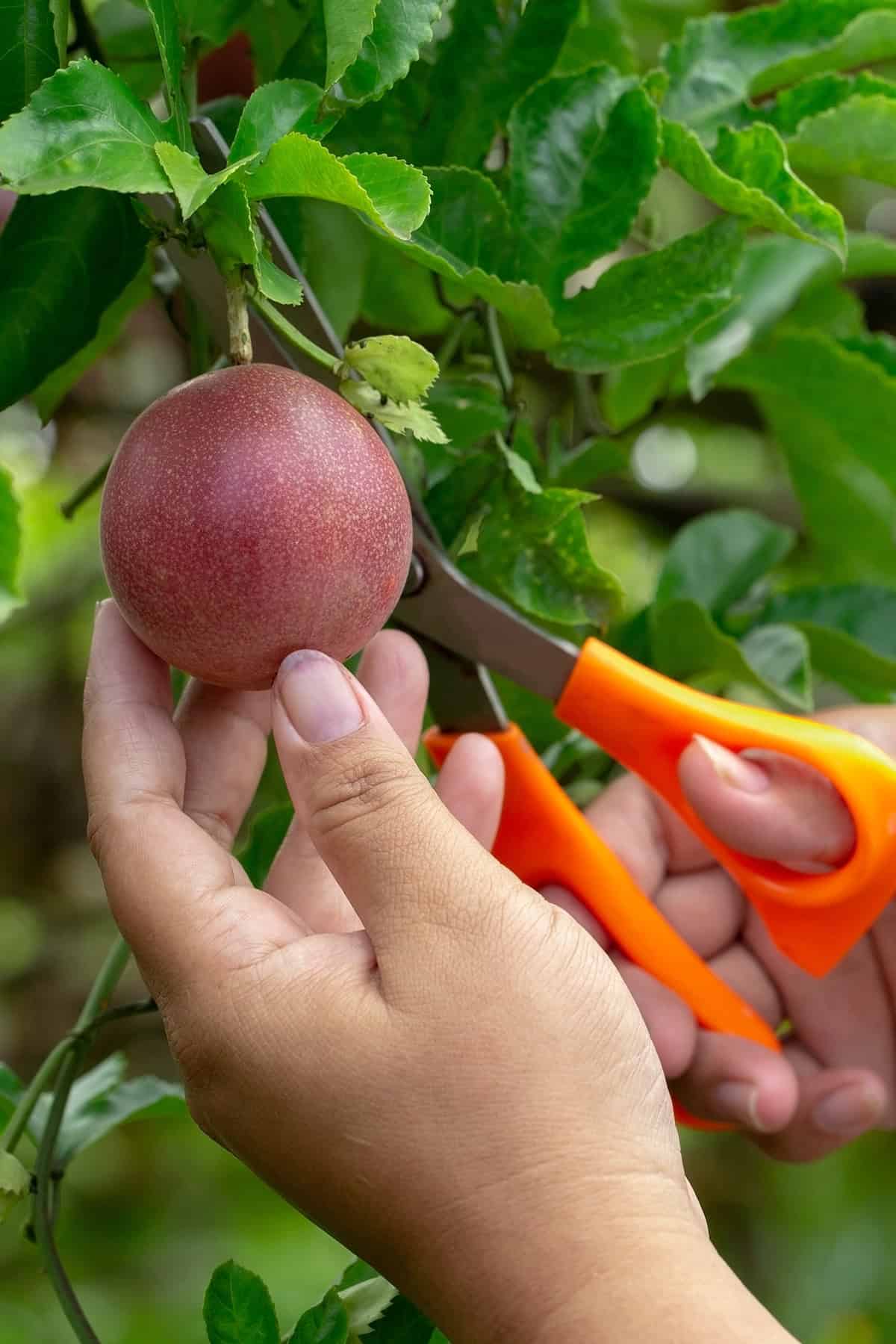 Fruiting & Harvest Passion Fruit Vine