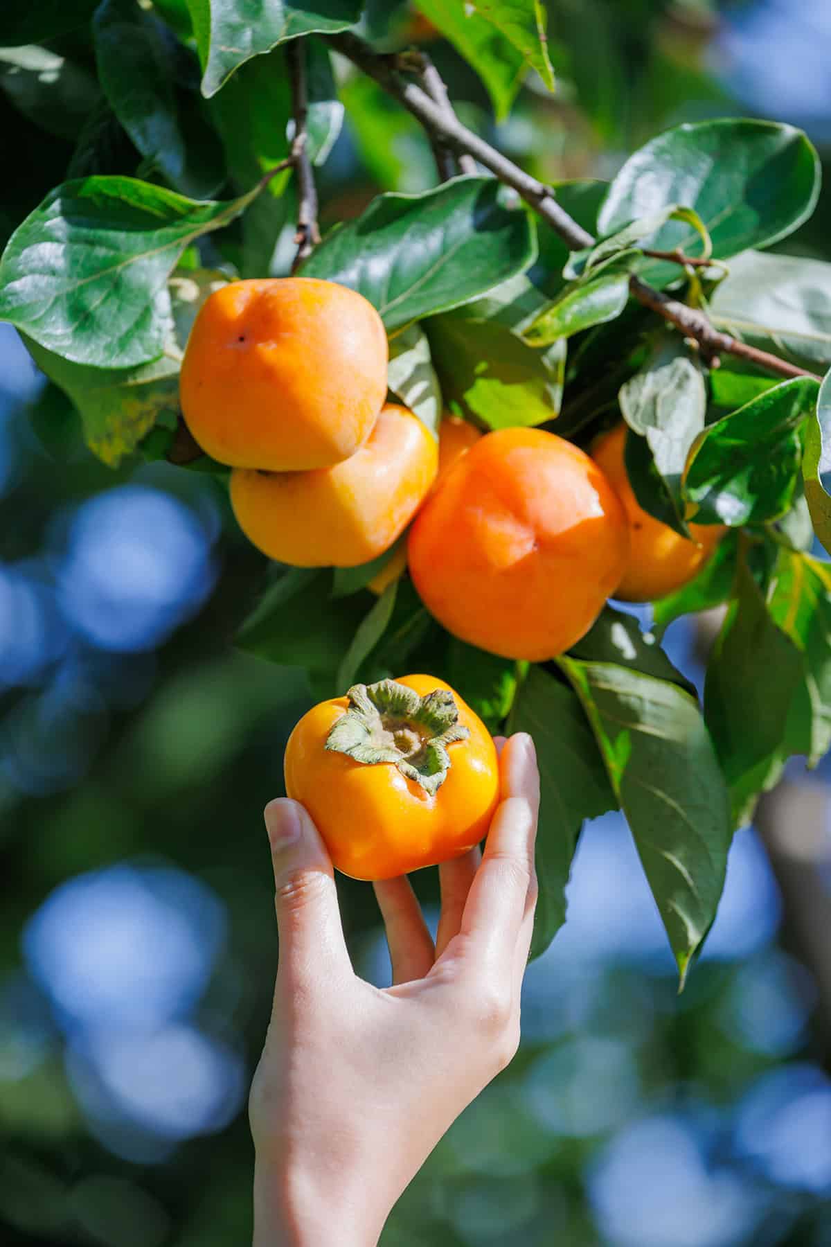 Fruiting & Harvest Persimmon Tree