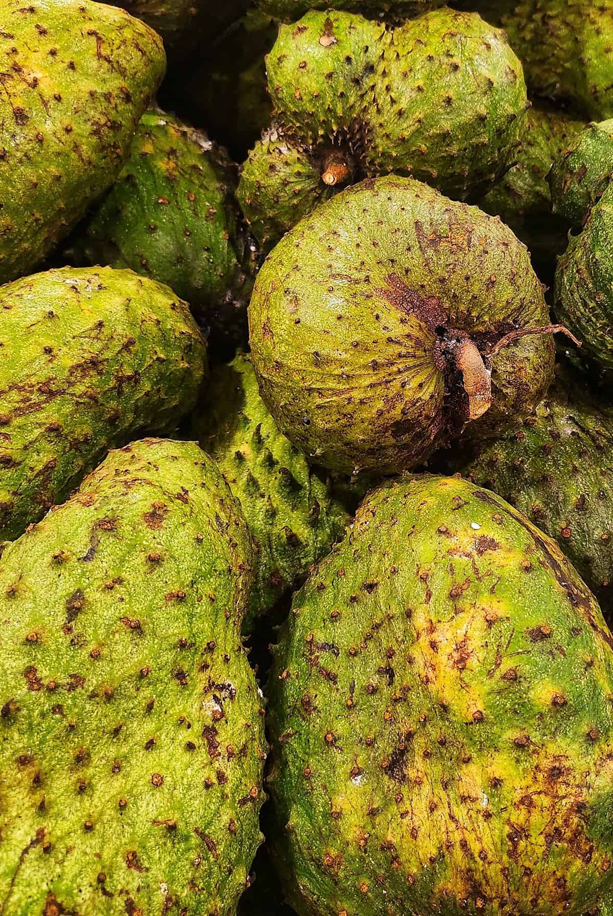 Fruiting & Harvest Soursop Tree