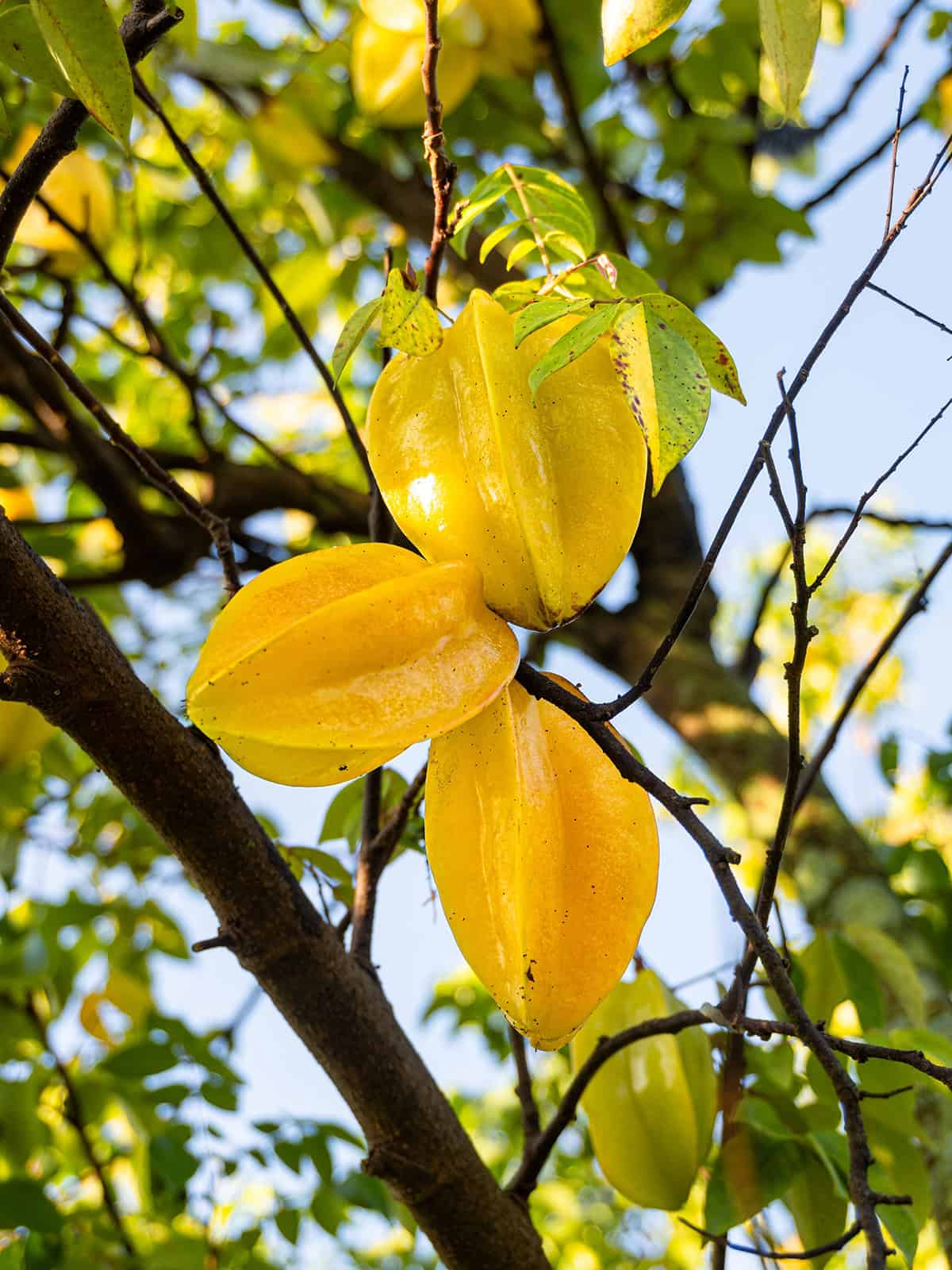 Fruiting & Harvest Starfruit Tree