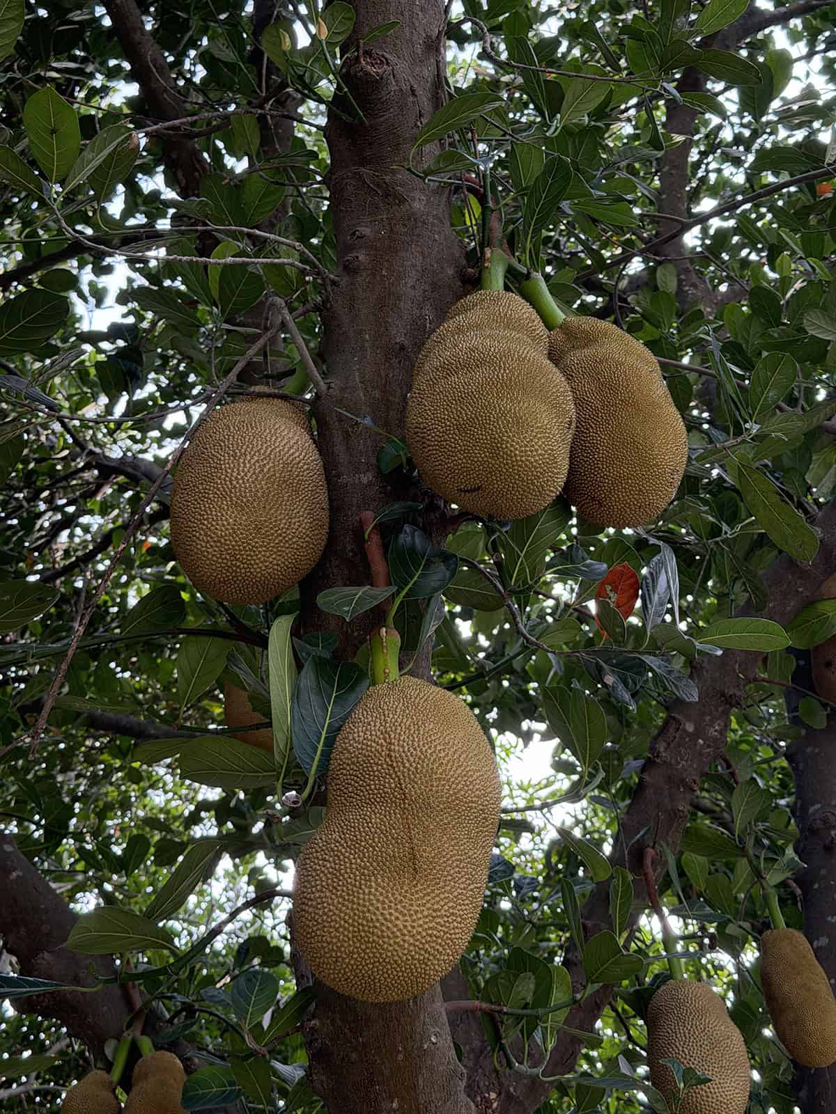 Fruiting and Harvest Jackfruit Tree