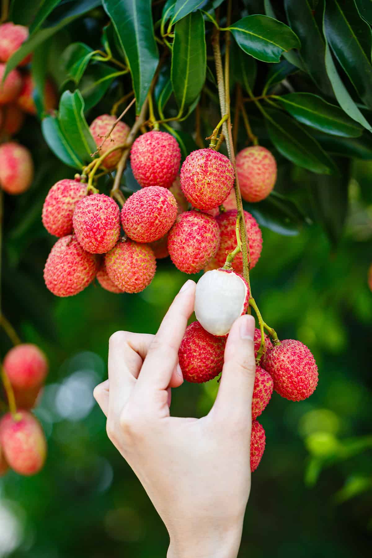 Fruiting and Harvest Lychee