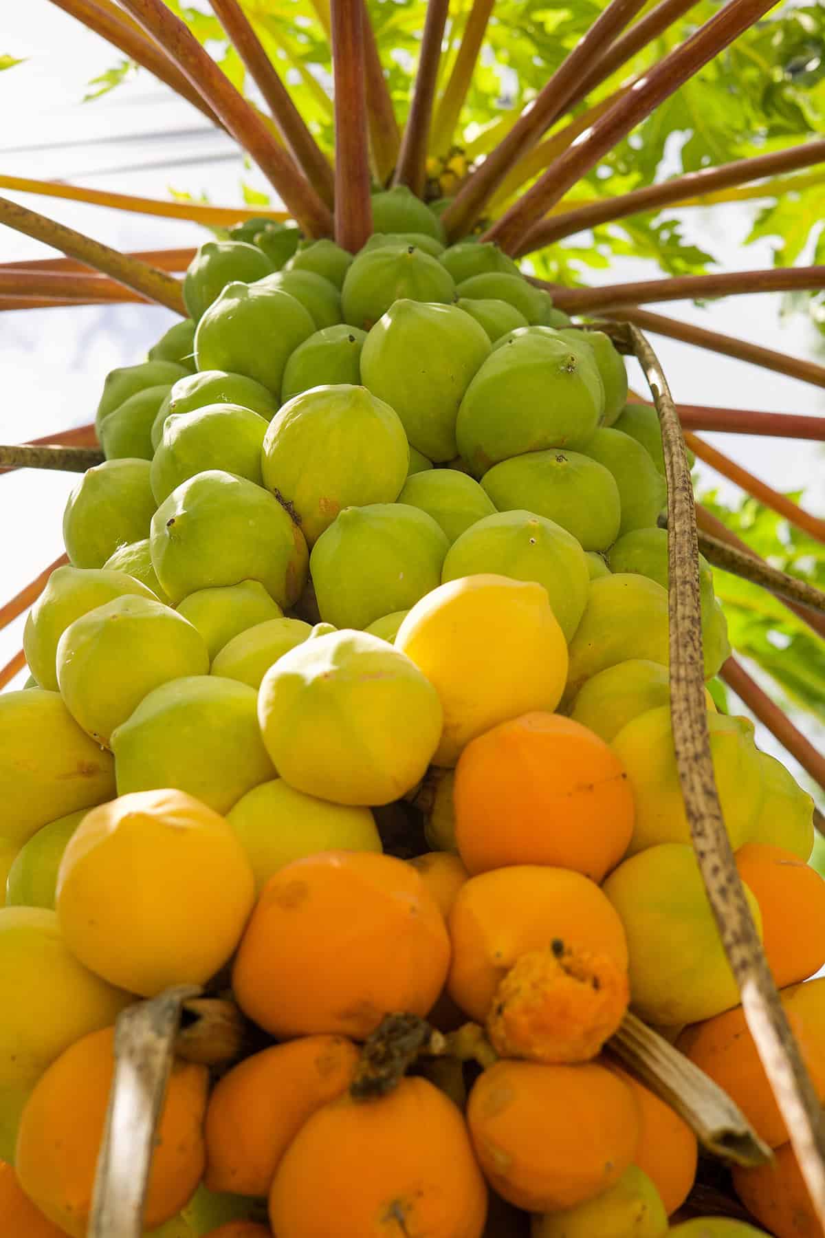 Fruiting and Harvest Papaya Plant