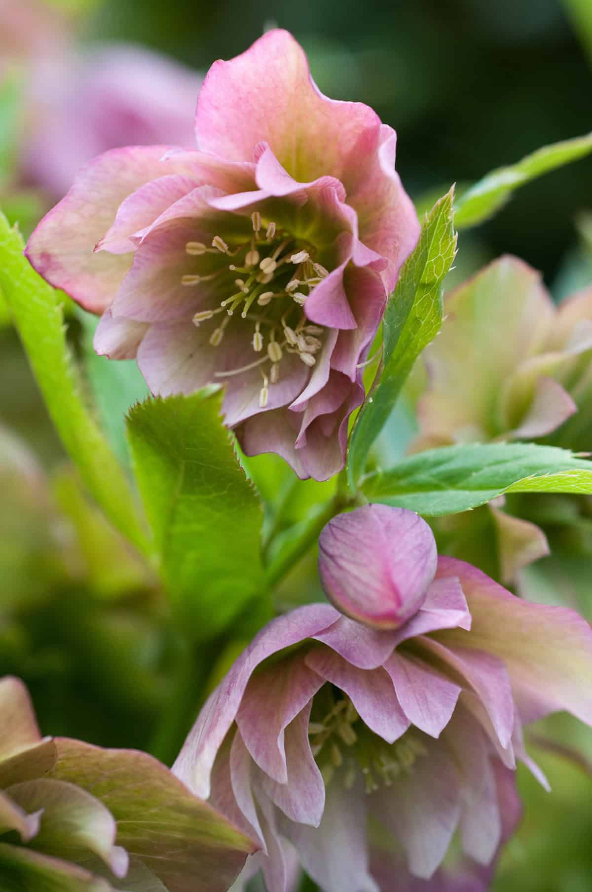 Helleborus orientalis