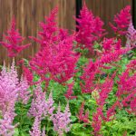 How to Grow and Care For Astilbe