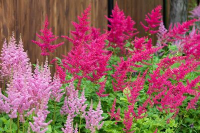 How to Grow and Care For Astilbe
