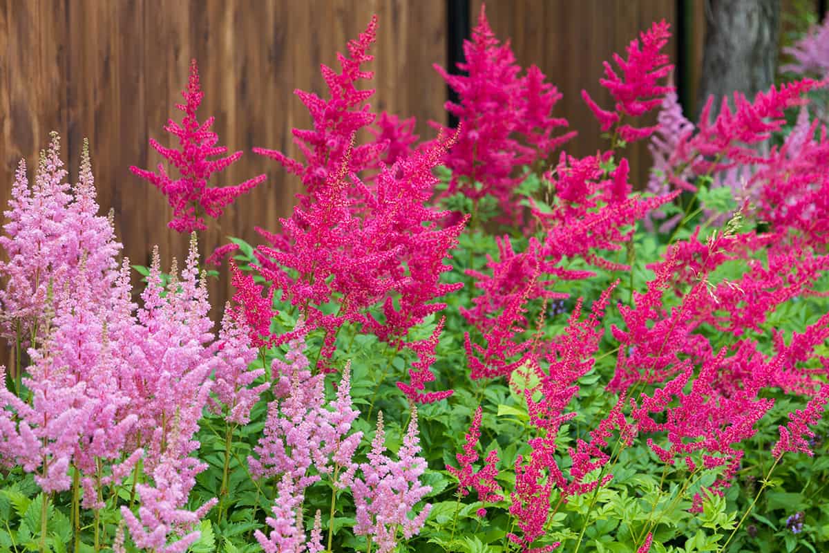 How to Grow and Care For Astilbe
