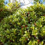 How to Grow and Care For Bearberry (Arctostaphylos uva ursi)