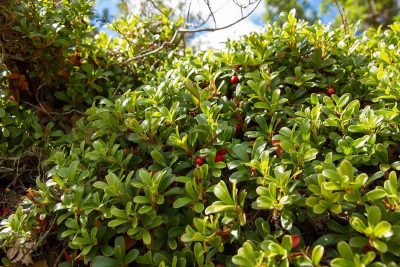 How to Grow and Care For Bearberry (Arctostaphylos uva ursi)