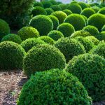 How to Grow and Care For Boxwood