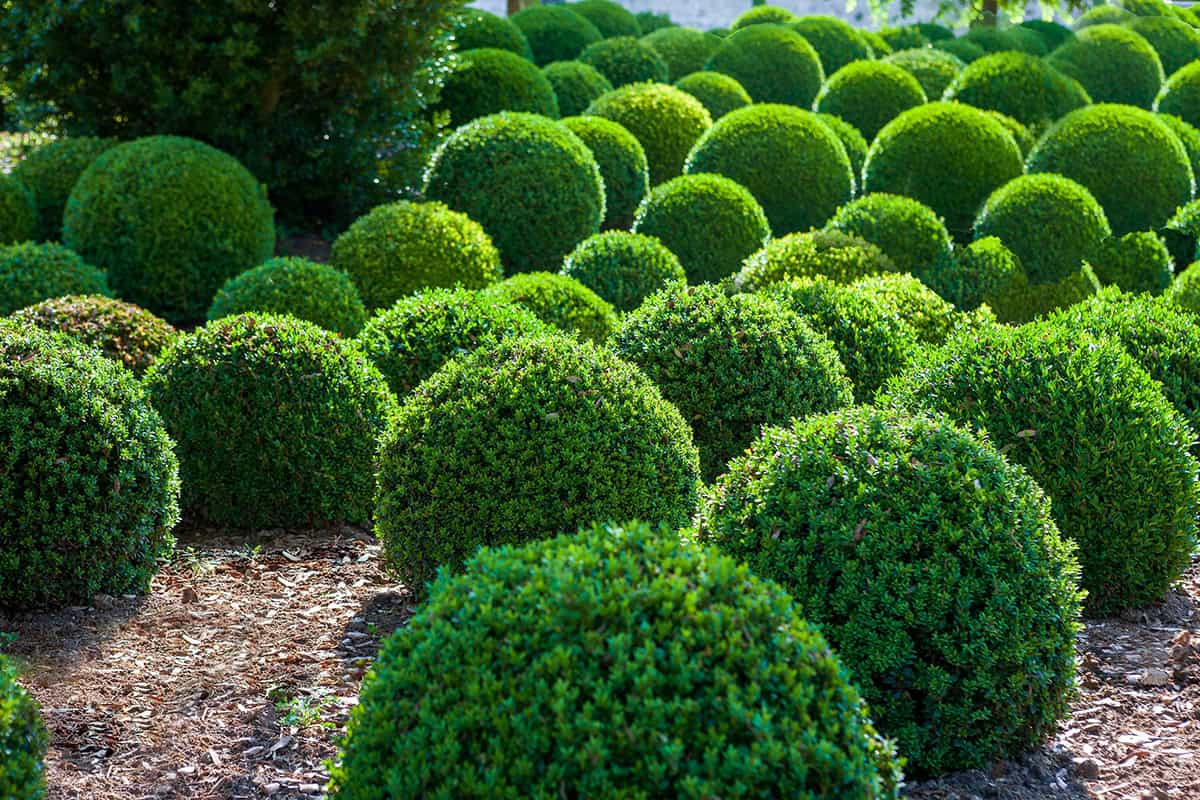How to Grow and Care For Boxwood