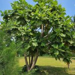 How to Grow and Care For Breadfruit Tree