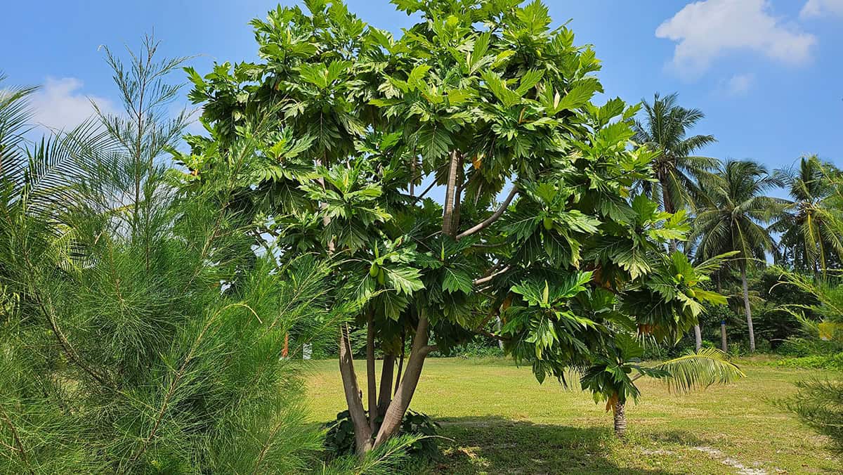 How to Grow and Care For Breadfruit Tree