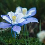 How to Grow and Care For Columbine_1