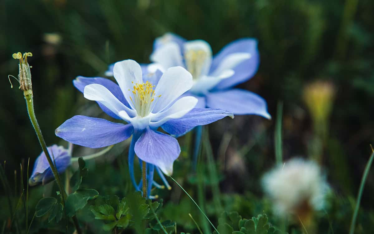 How to Grow and Care For Columbine_1