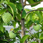 How to Grow and Care For Custard Apple Tree