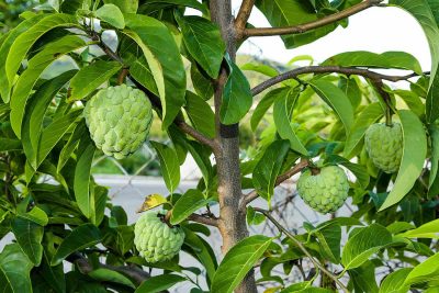How to Grow and Care For Custard Apple Tree