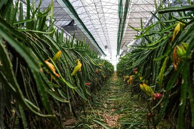 How to Grow and Care For Dragon Fruit Plant