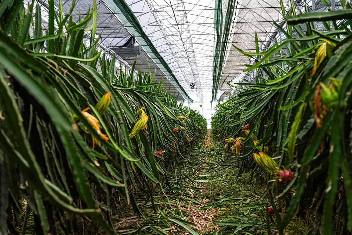 How to Grow and Care For Dragon Fruit Plant