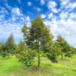 How to Grow and Care For Durian Tree