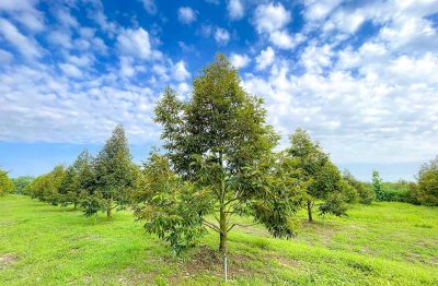 How to Grow and Care For Durian Tree
