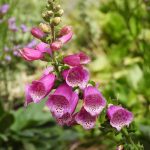 How to Grow and Care For Foxglove