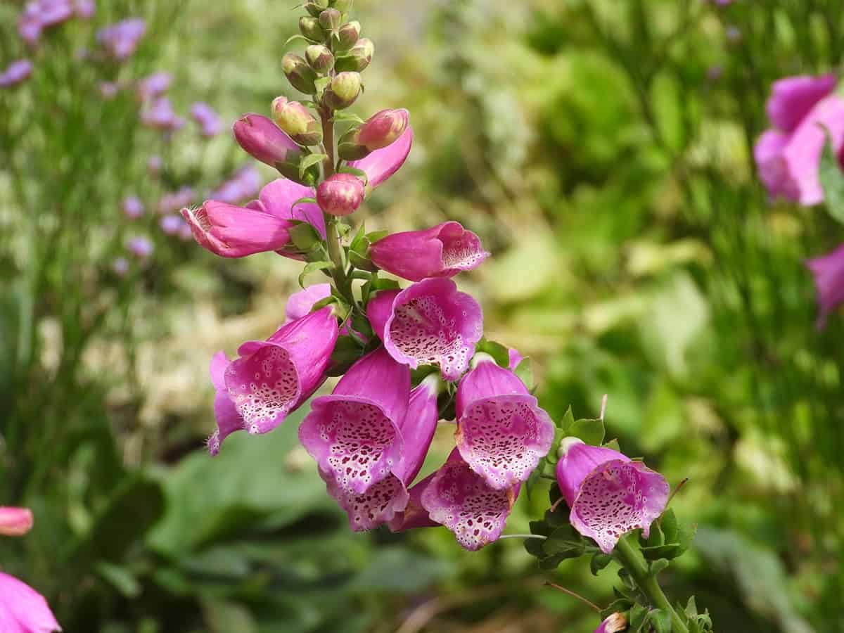How to Grow and Care For Foxglove