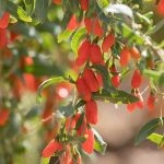 How to Grow and Care For Goji Berry