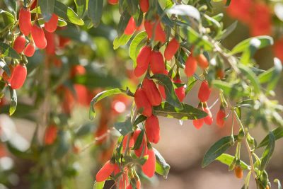 How to Grow and Care For Goji Berry