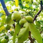 How to Grow and Care For Guava Tree