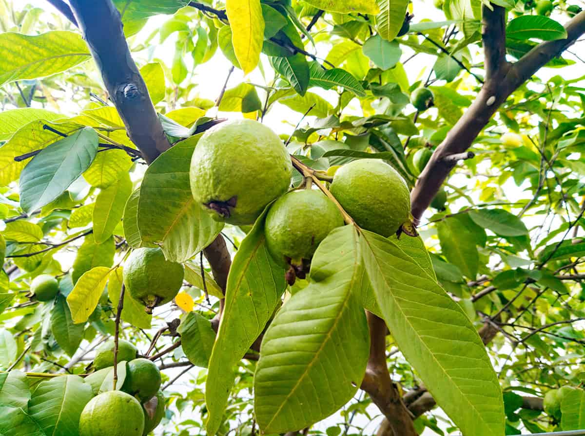 How to Grow and Care For Guava Tree