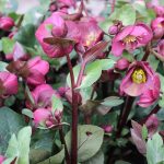 How to Grow and Care For Hellebore