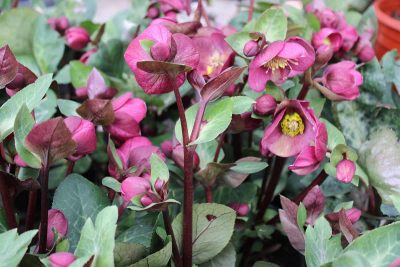 How to Grow and Care For Hellebore