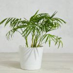 How to Grow and Care For Indoor Palm Trees