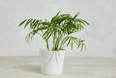 How to Grow and Care For Indoor Palm Trees