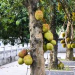 How to Grow and Care For Jackfruit Tree