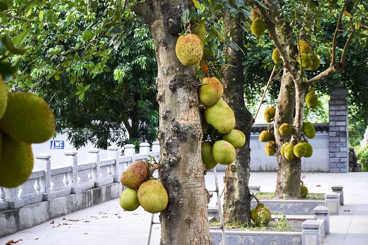 How to Grow and Care For Jackfruit Tree