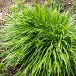 How to Grow and Care For Japanese Forest Grass_1