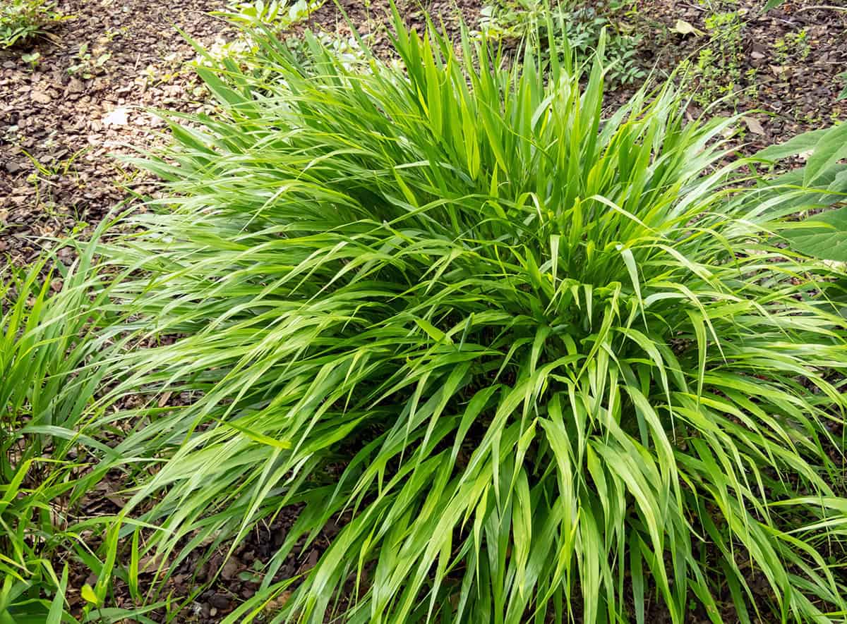 How to Grow and Care For Japanese Forest Grass_1