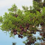 How to Grow and Care For Juniper