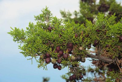 How to Grow and Care For Juniper