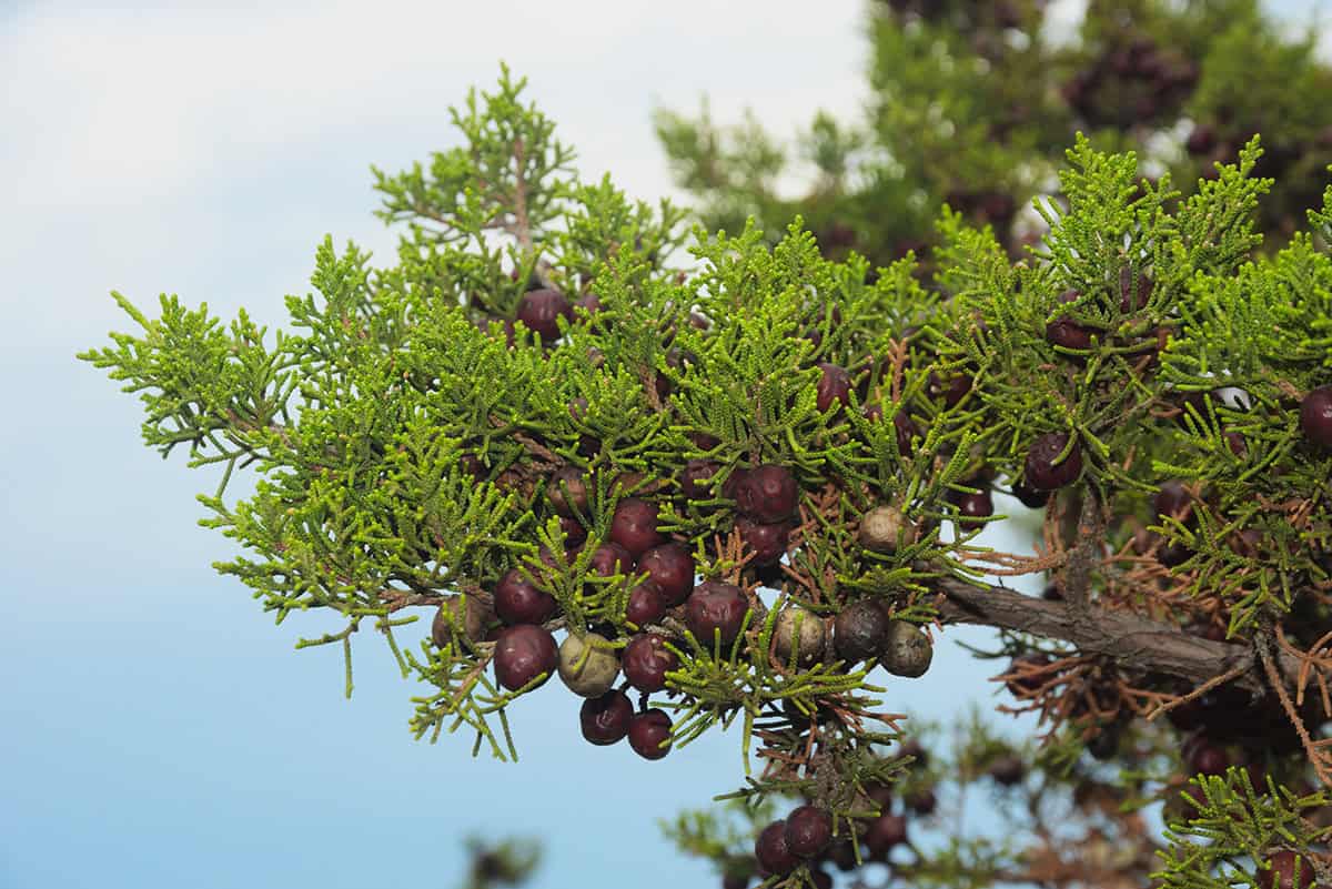 How to Grow and Care For Juniper