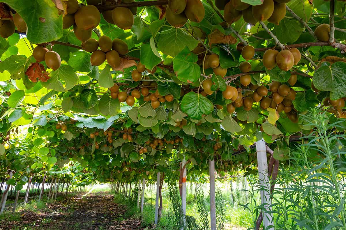 How to Grow and Care For Kiwi Vine